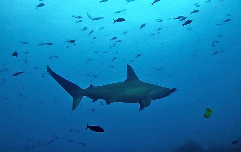 Tiburón en las islas Galápagos.