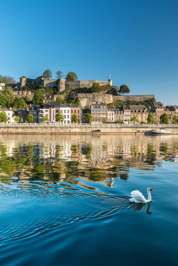 Cisne frente a la ciudad de Namur