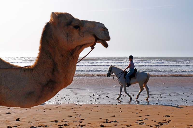 camello y jinete con caballo en la playa de Diabat