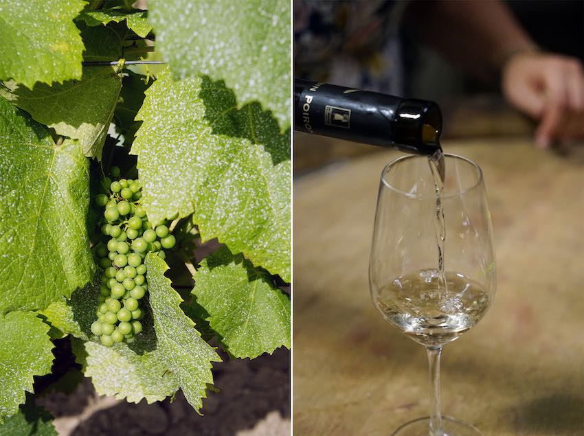 El Domaine Poiron-Dabin los vinos envejecen en barricas subterráneas de cristal.
