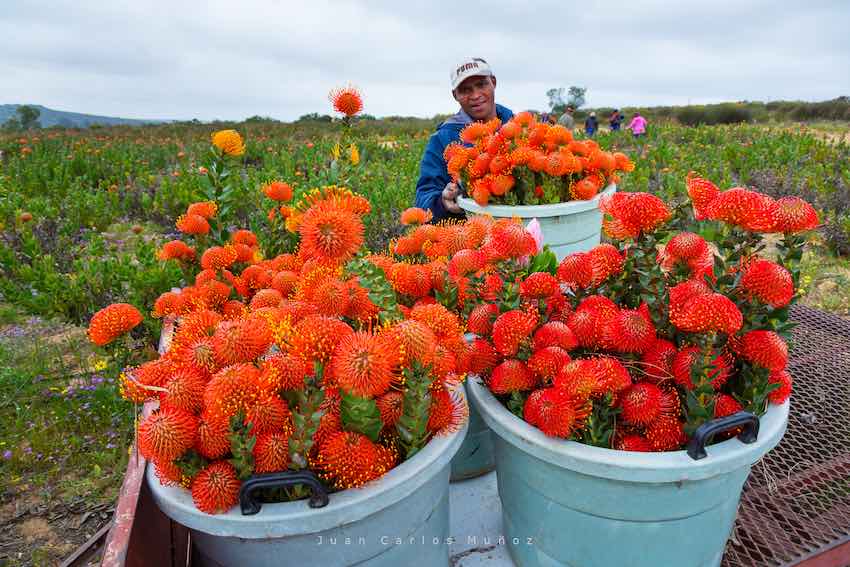 Flor protea de color naranja en el desierto de Sudáfrica