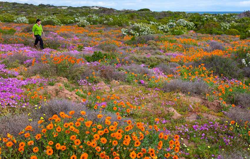 Flores en la bahía de Eland, en la cosa oeste de Sudáfrica.