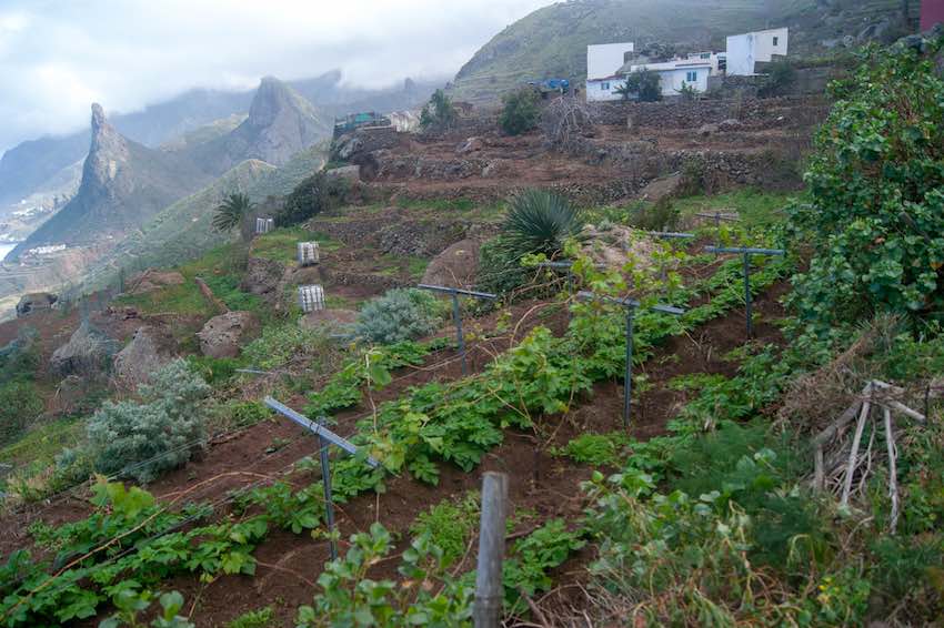 Parcelas plantadas con papa y viña malvasía en Los Auchones, con vistas al fondo del Roque de las Ánimas en Taganana. 