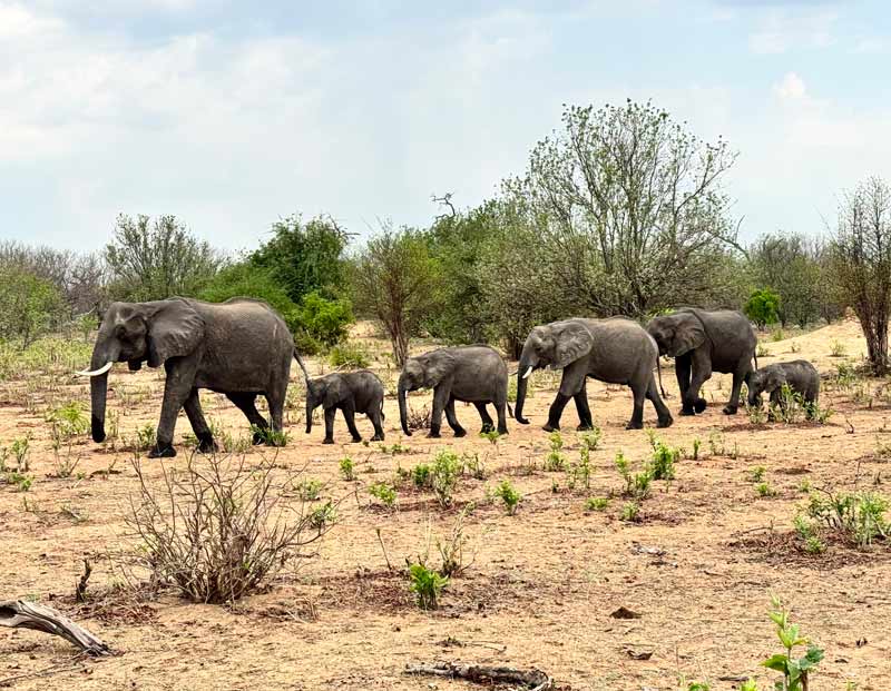 Elefantes en el Parque Nacional de Chobe.