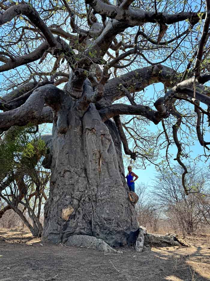 Baobab en Botsuana. 