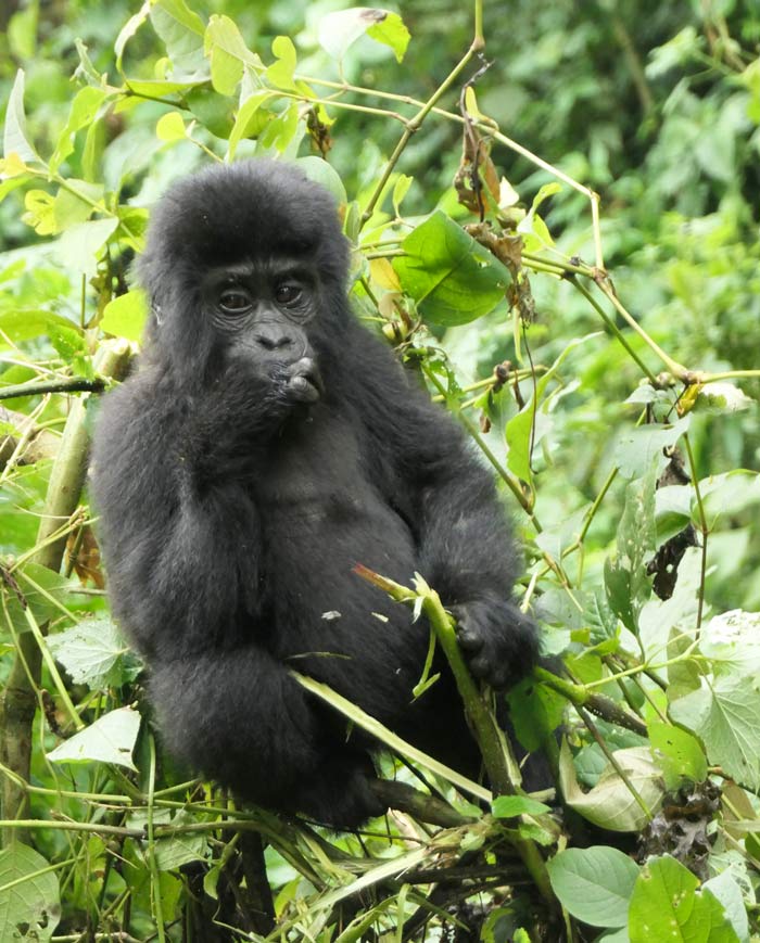 Bebé gorila en Uganda. 