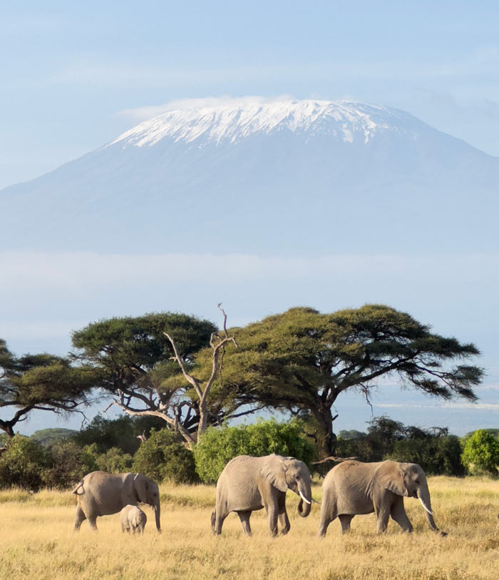 Elefantes en el Parque Nacional de Amboseli.