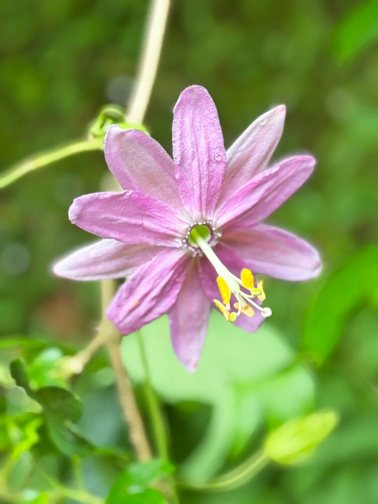 Flor de maracuyá, una de las muchas especies que acompañan en las rutas por las levadas. 