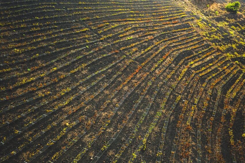 Viñedos de Torres en La Palma.