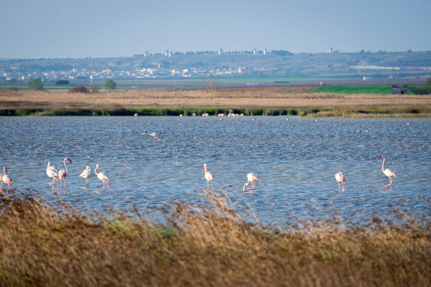 Laguna de Manjavacas, en Mota del Cuervo.