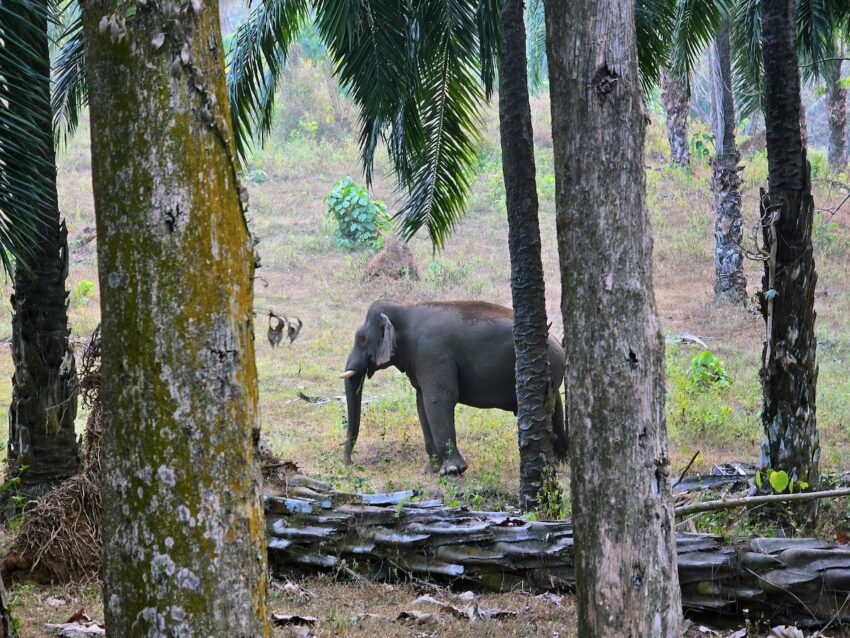 Elefante en libertad en los Ghats Occidentales de Kerala