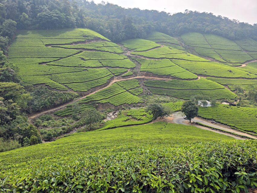 Plantaciones de té de Munnar, en Kerala